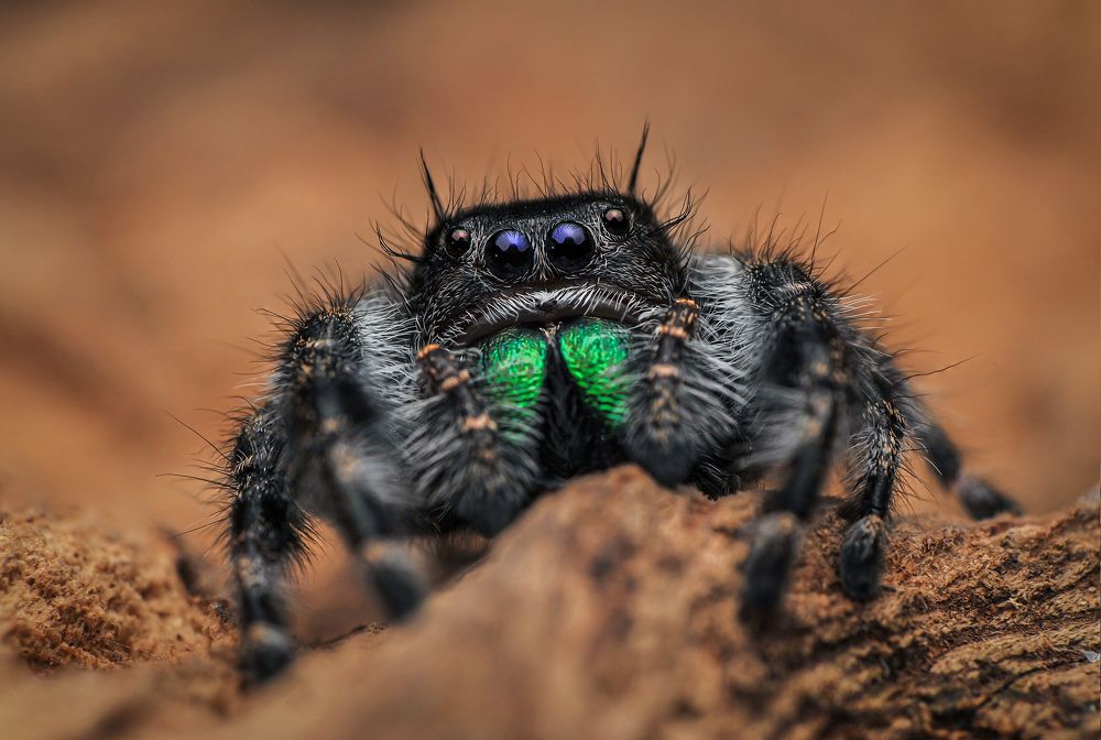 Jumping Spiders