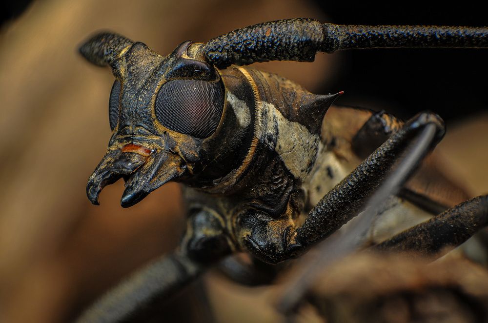 Longhorn Beetles