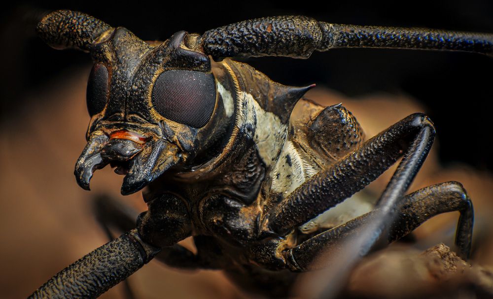 Longhorn Beetles
