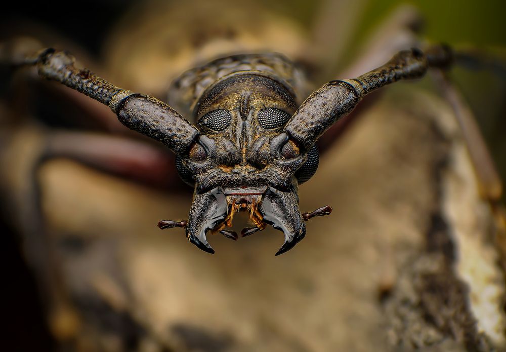 Longhorn Beetles