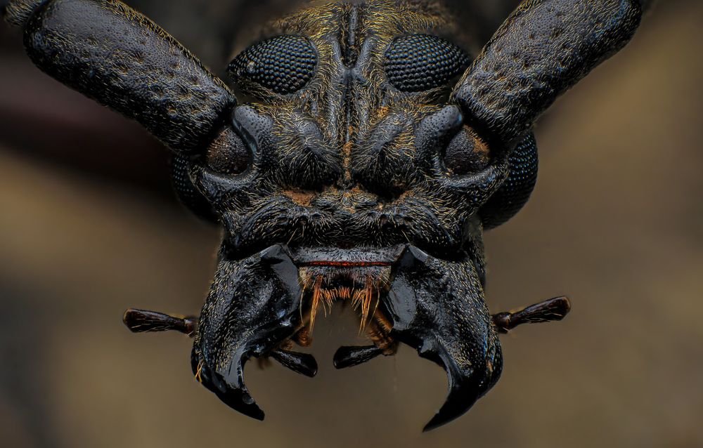 Longhorn Beetles
