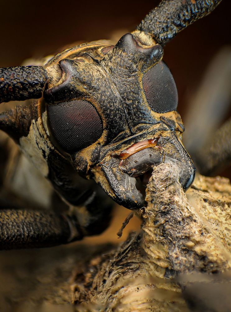 Longhorn Beetles