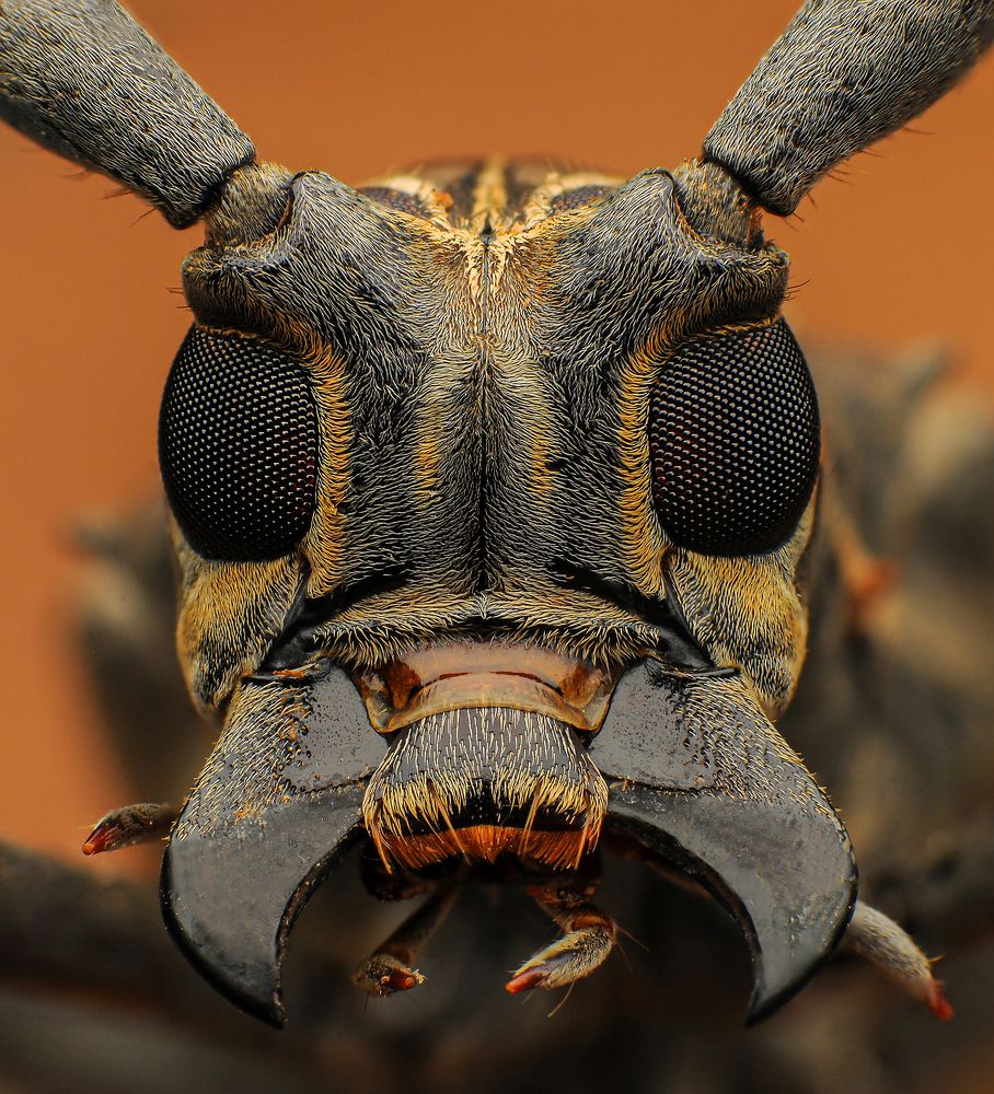 Longhorn Beetles