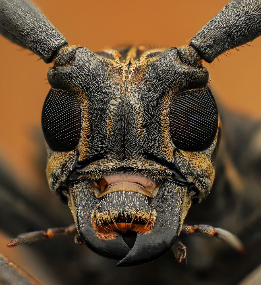 Longhorn Beetles