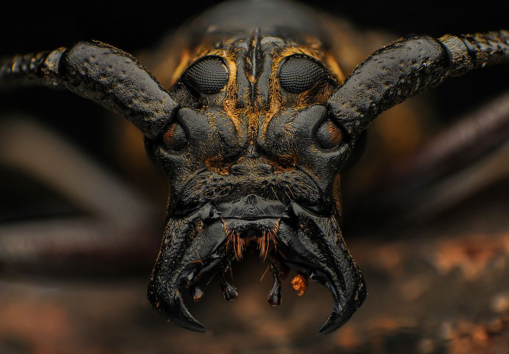 Longhorn Beetles