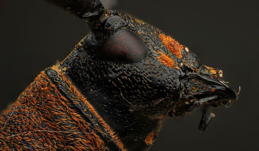Longhorn Beetles