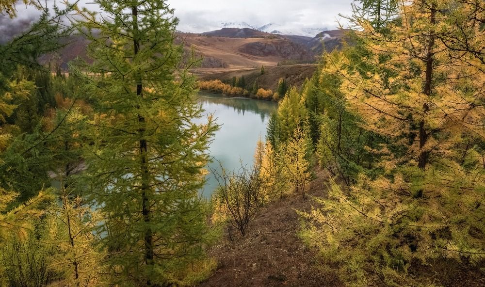 Красавица Чуя