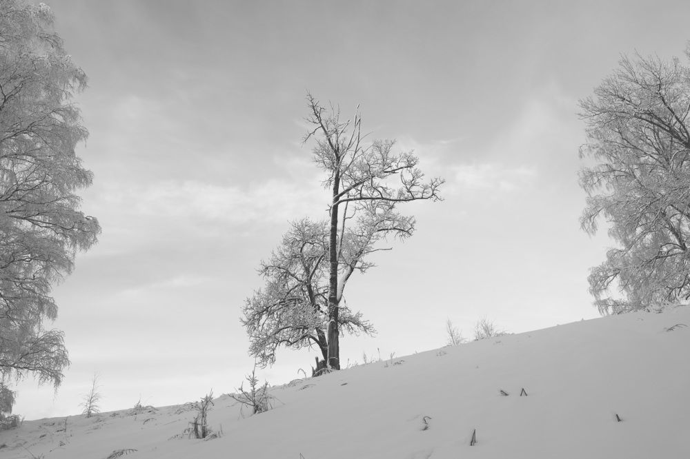 Красоты зимнего леса