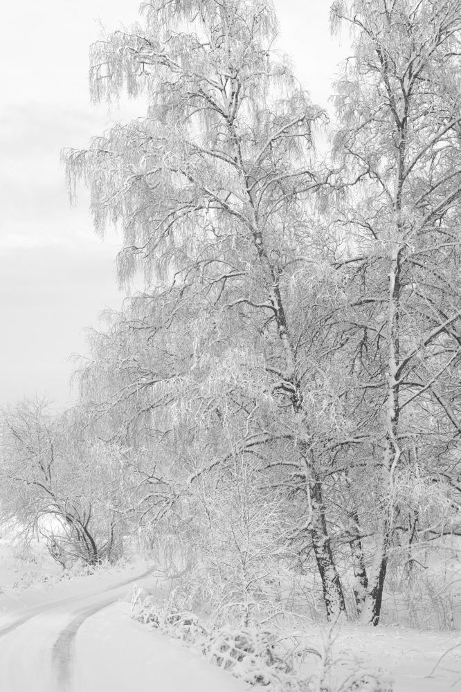 Красоты зимнего леса