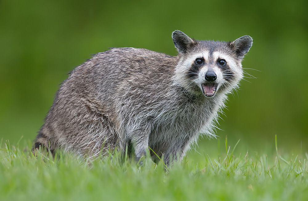 Енот-полоскун -Raccoon