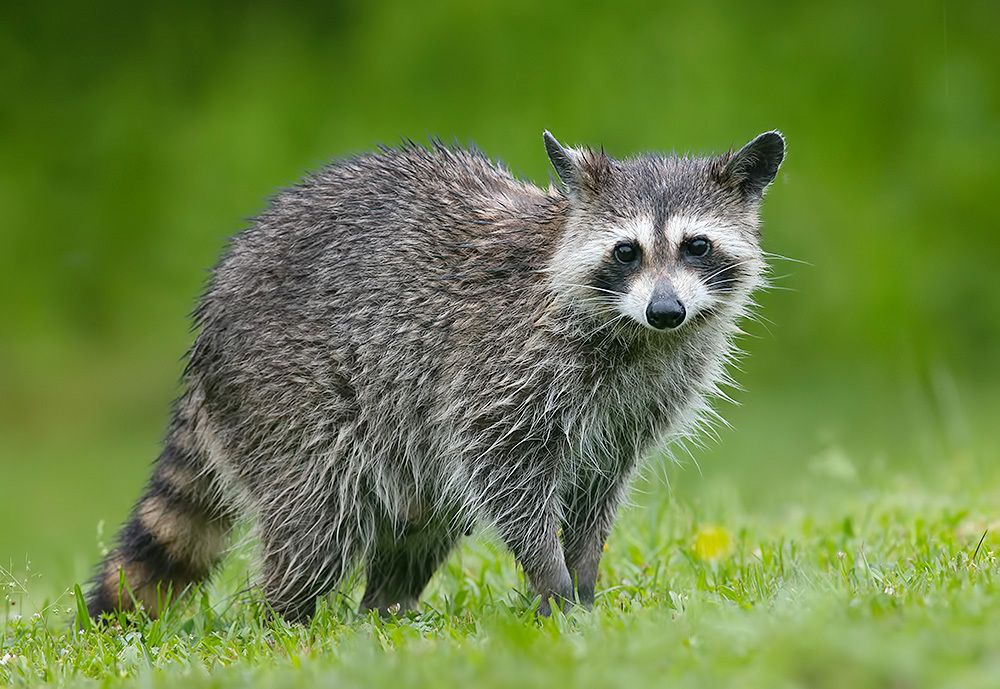 Енот-полоскун -Raccoon