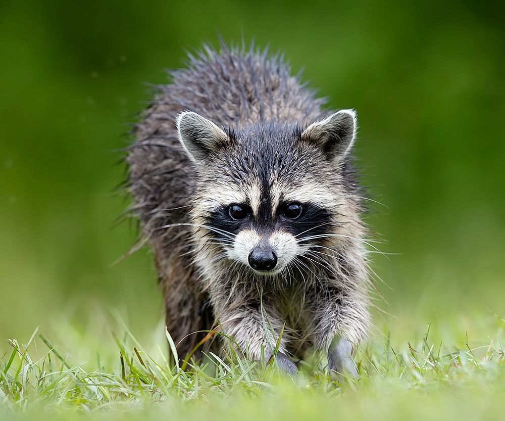 Енот-полоскун -Raccoon