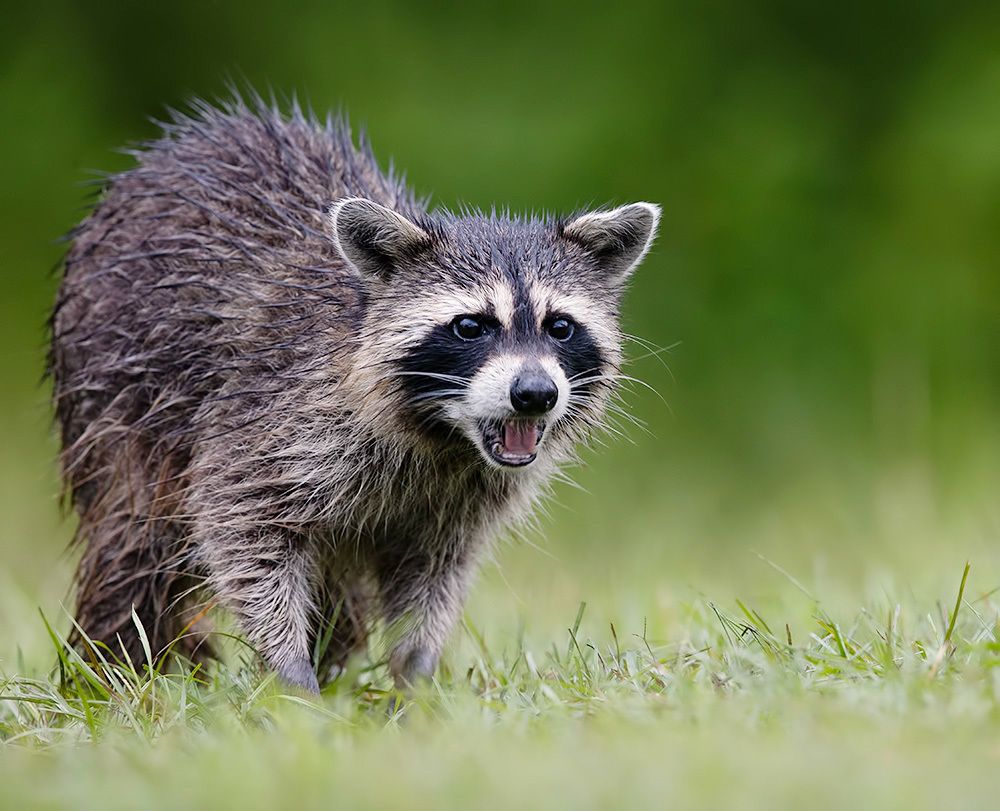 Енот-полоскун -Raccoon