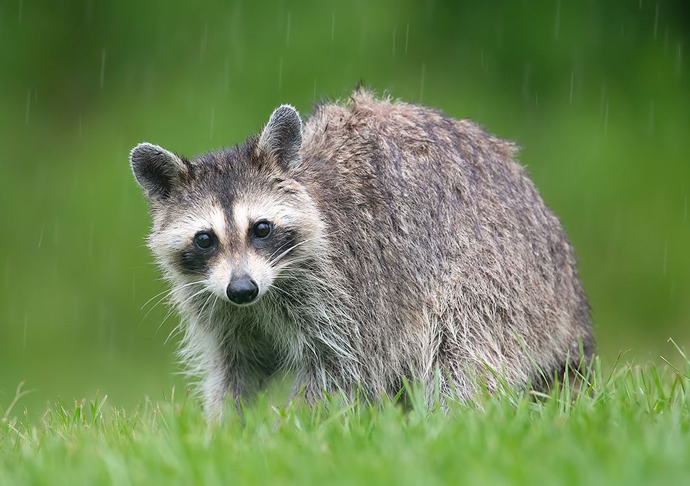 Енот-полоскун -Raccoon