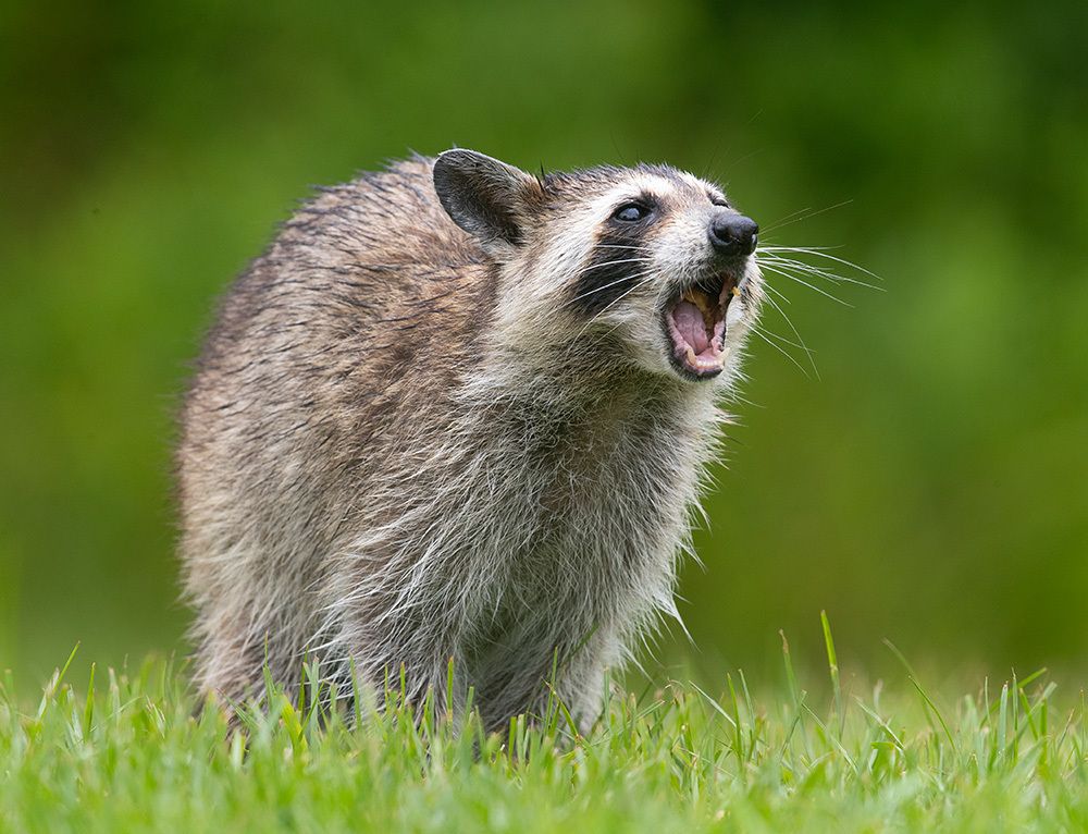 Енот-полоскун -Raccoon