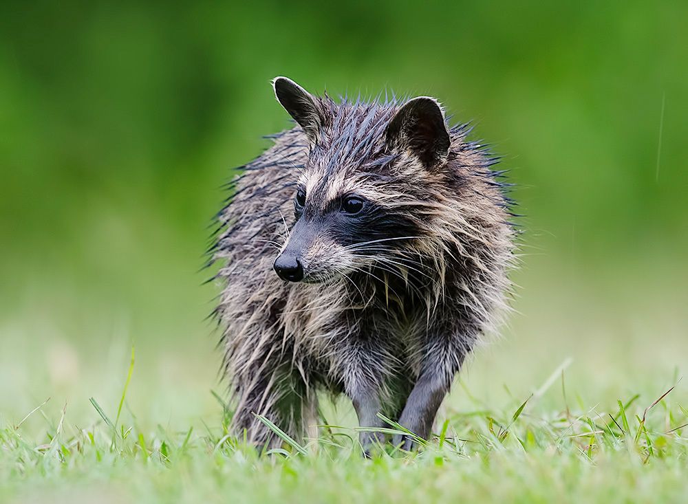 Енот-полоскун -Raccoon