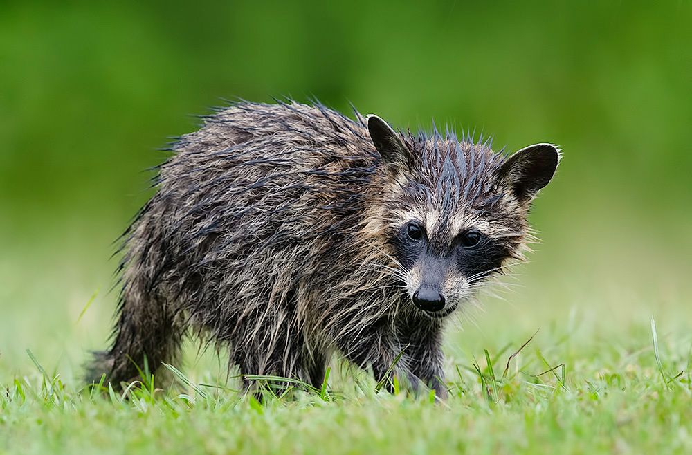 Енот-полоскун -Raccoon