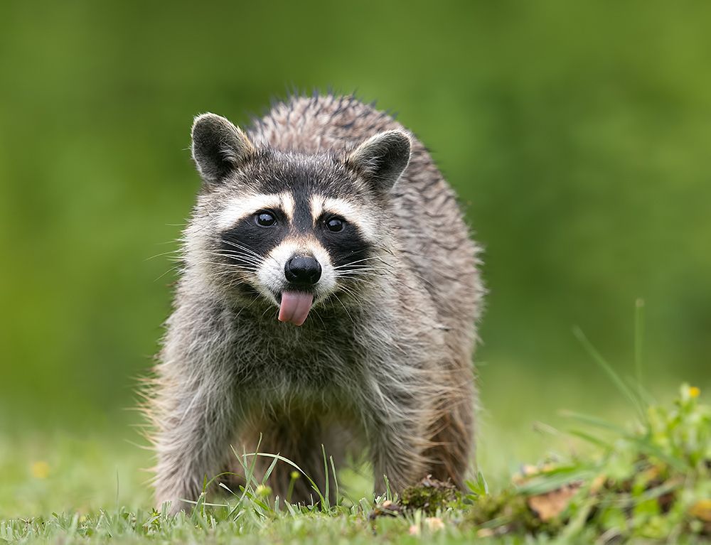 Енот-полоскун -Raccoon