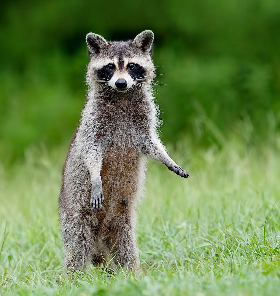 Енот-полоскун -Raccoon