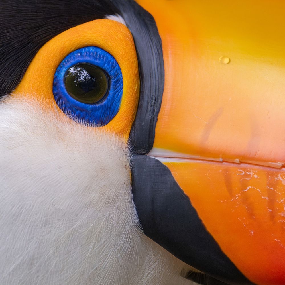 Toco toucan