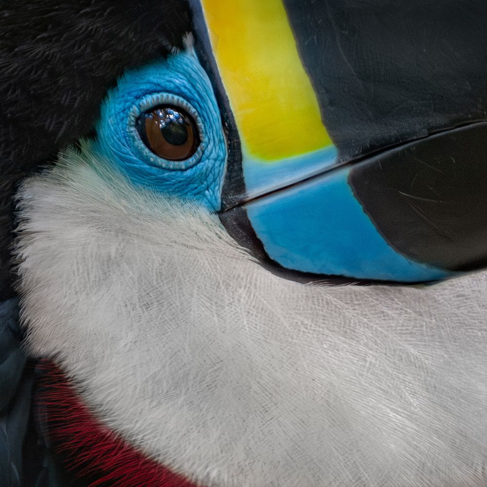 Channel-billed Toucan