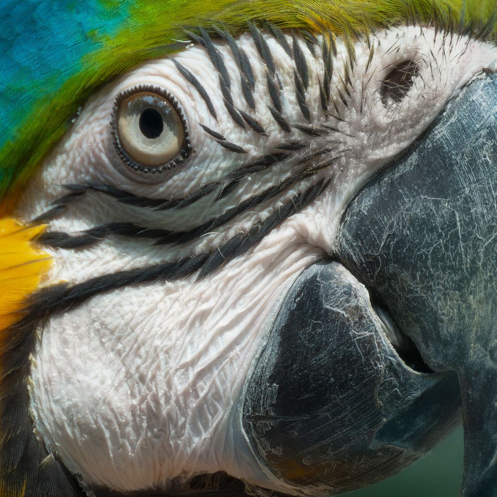 Blue-and-yellow macaw