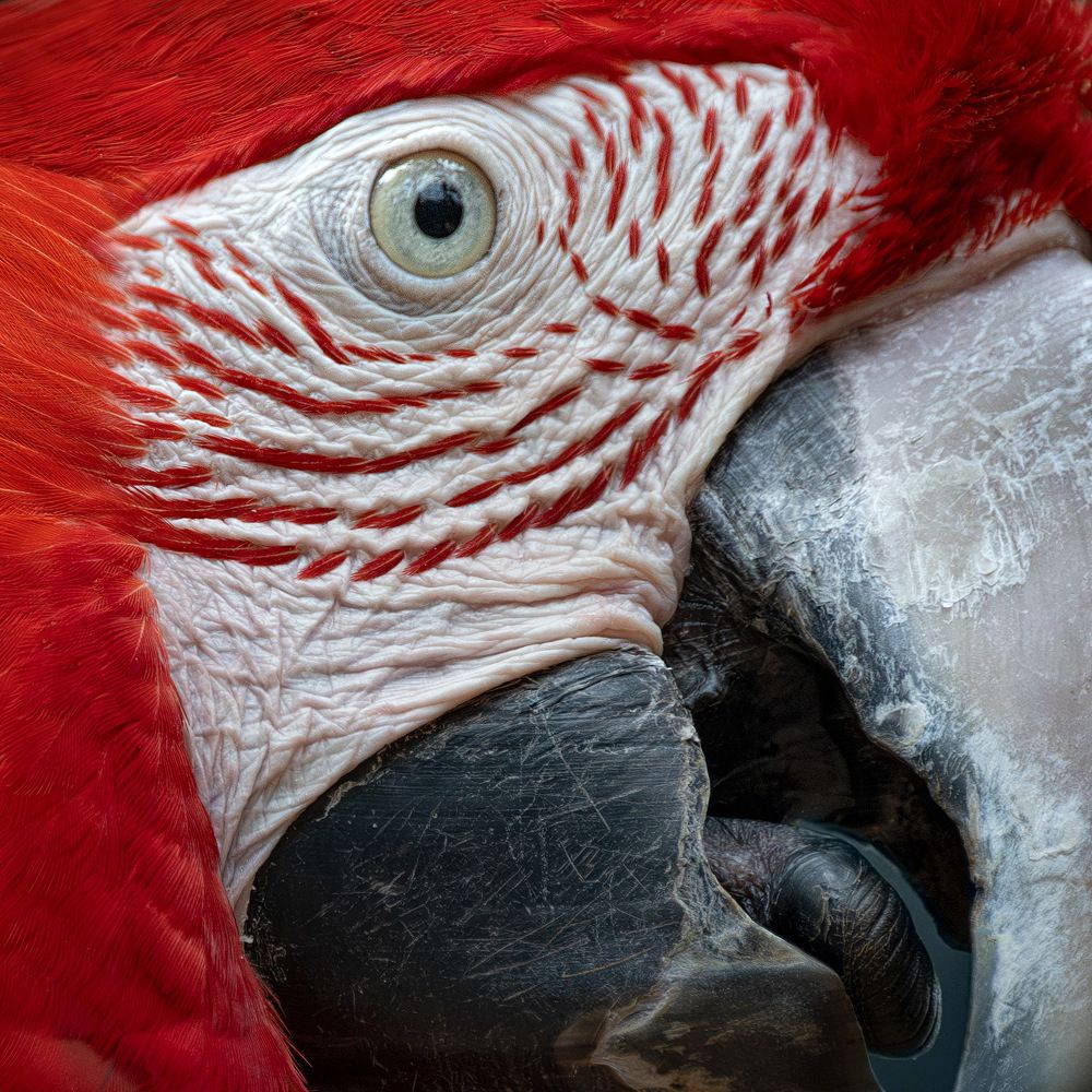 Red and green macaw