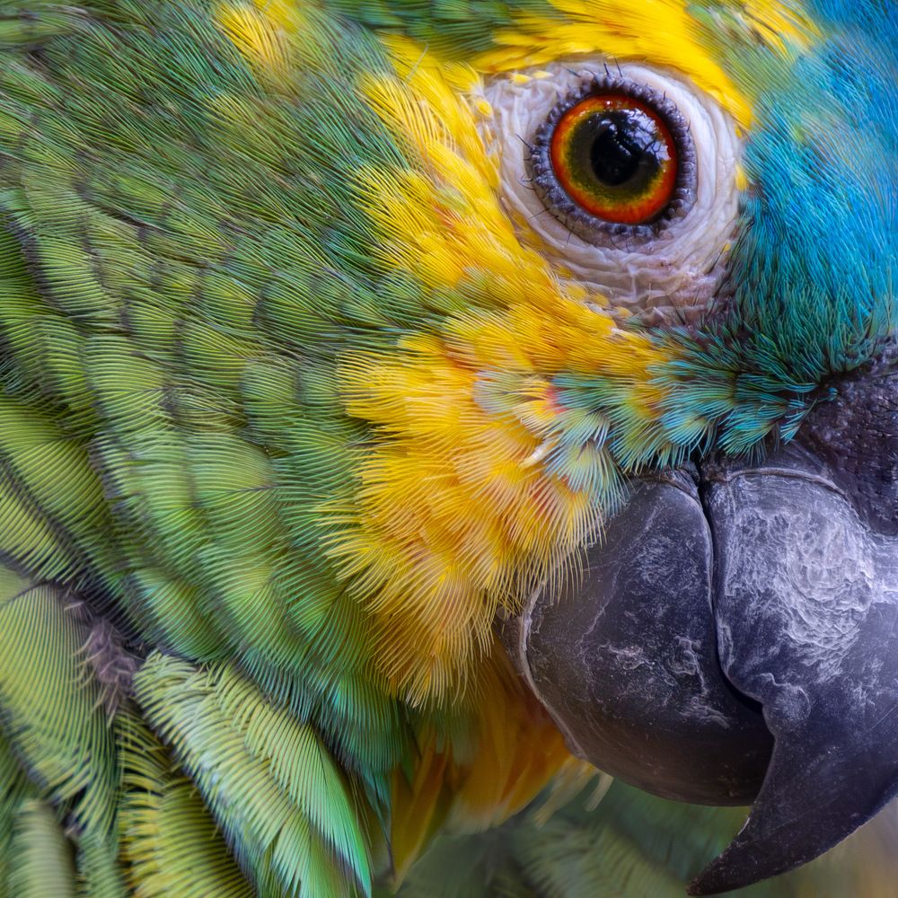 Turquoise-fronted amazon