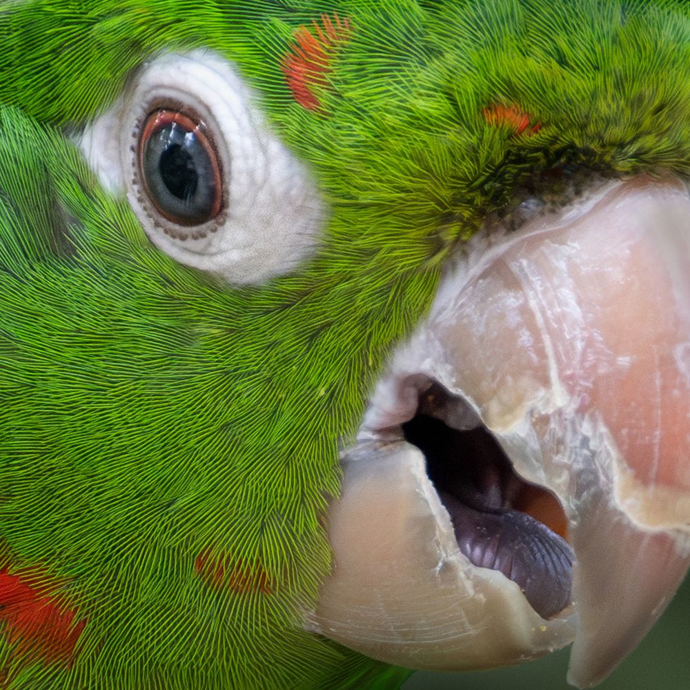 White-eyed parakeet