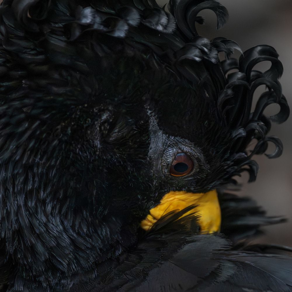 Bare-faced Curassow (male)