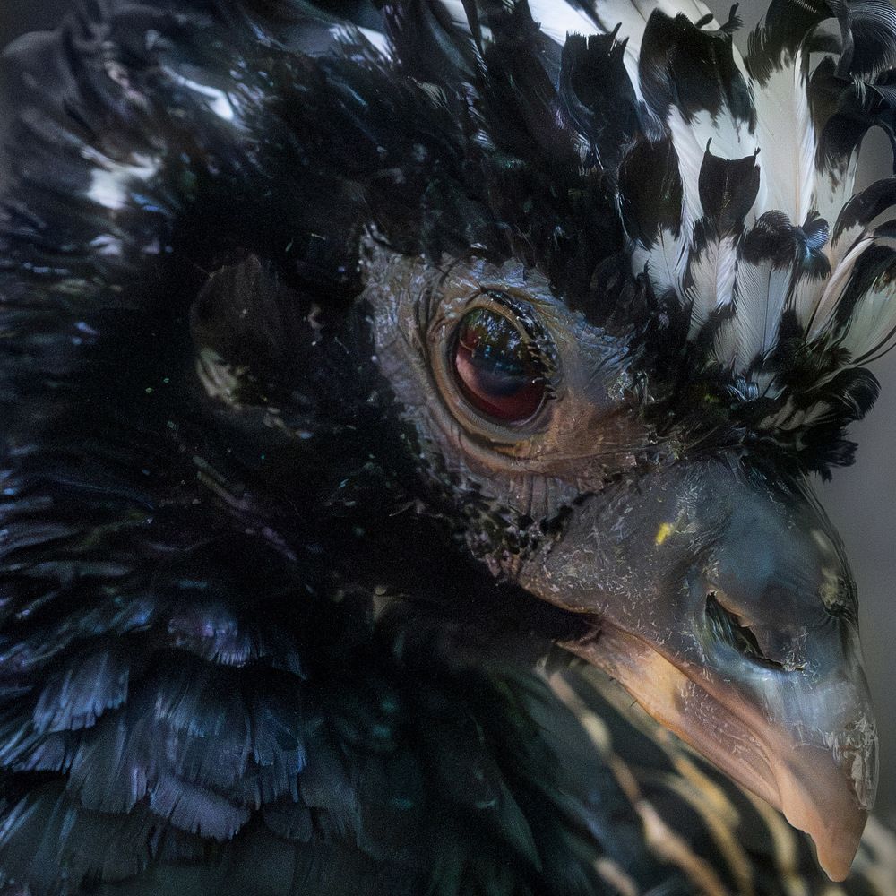 Bare-faced Curassow (female)