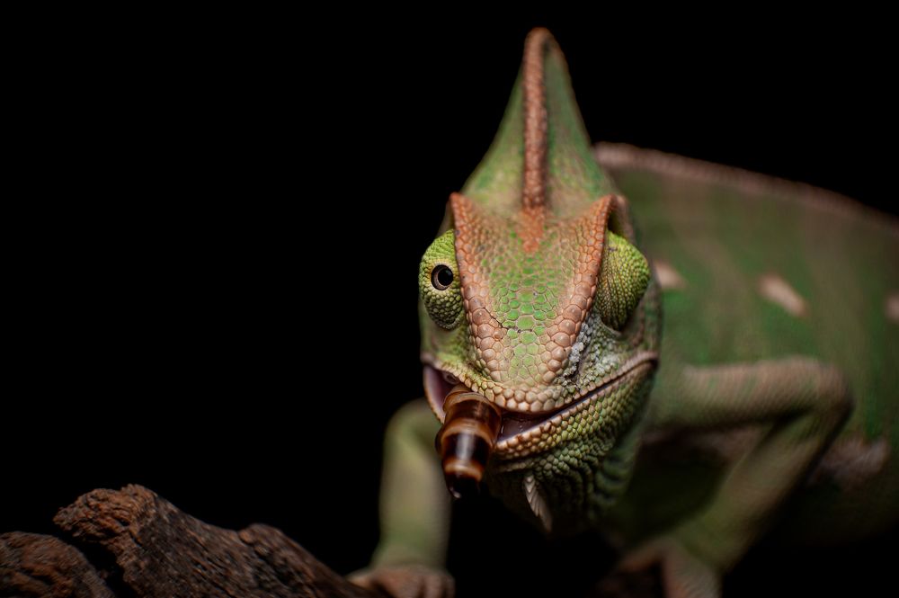 Chameleon