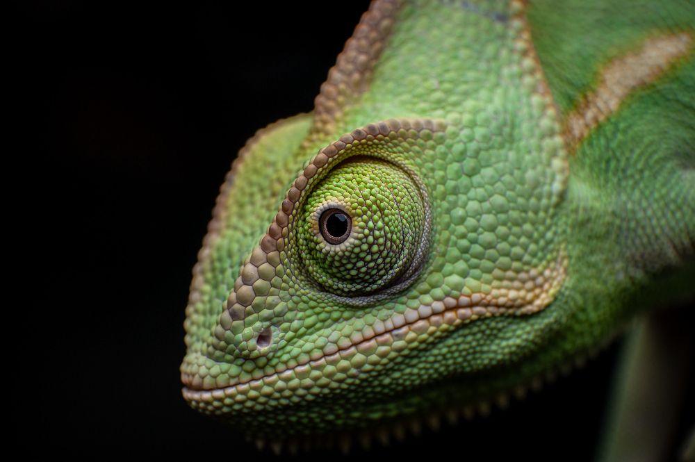 Chameleon
