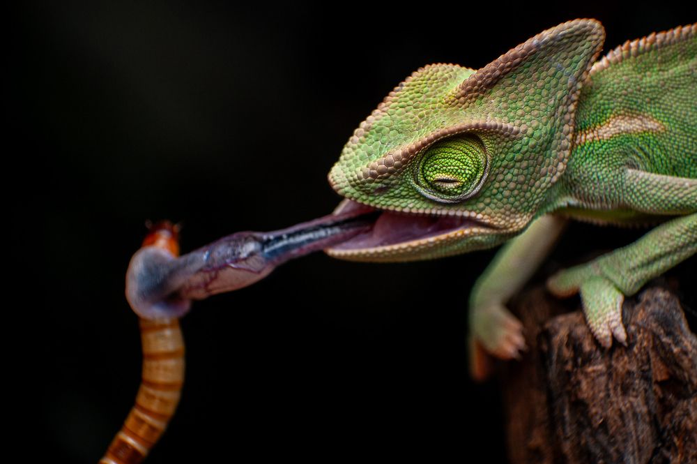 Chameleon