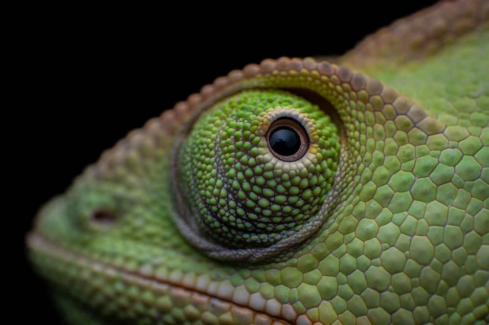 Chameleon