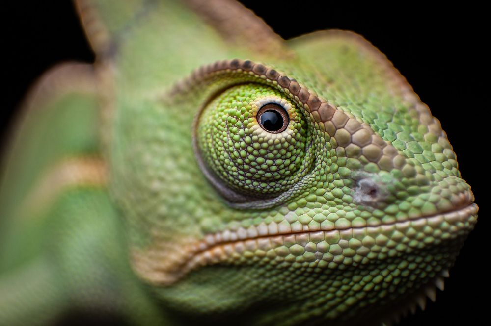 Chameleon