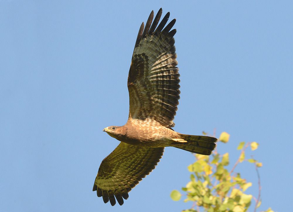 Eurasian Honey-Buzzard Обыкновенный осоед