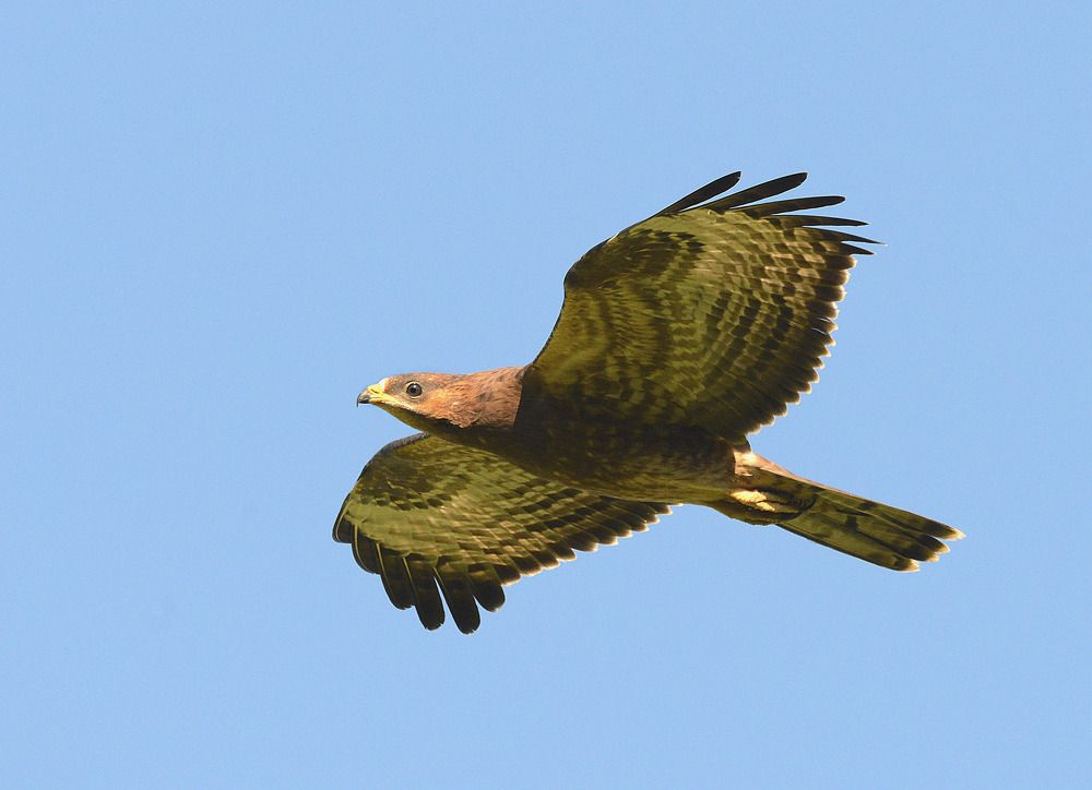 Eurasian Honey-Buzzard Обыкновенный осоед
