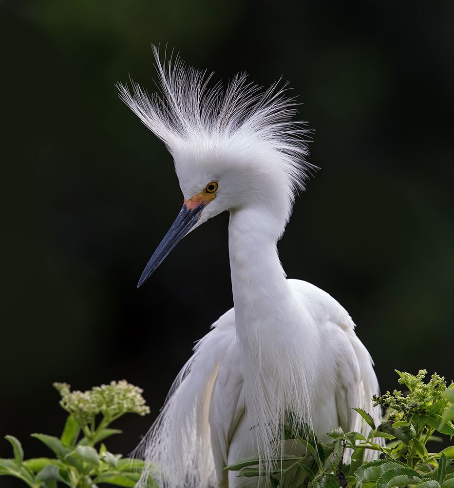 Happy New Year! Американская белая цапля - Snowy Egret.