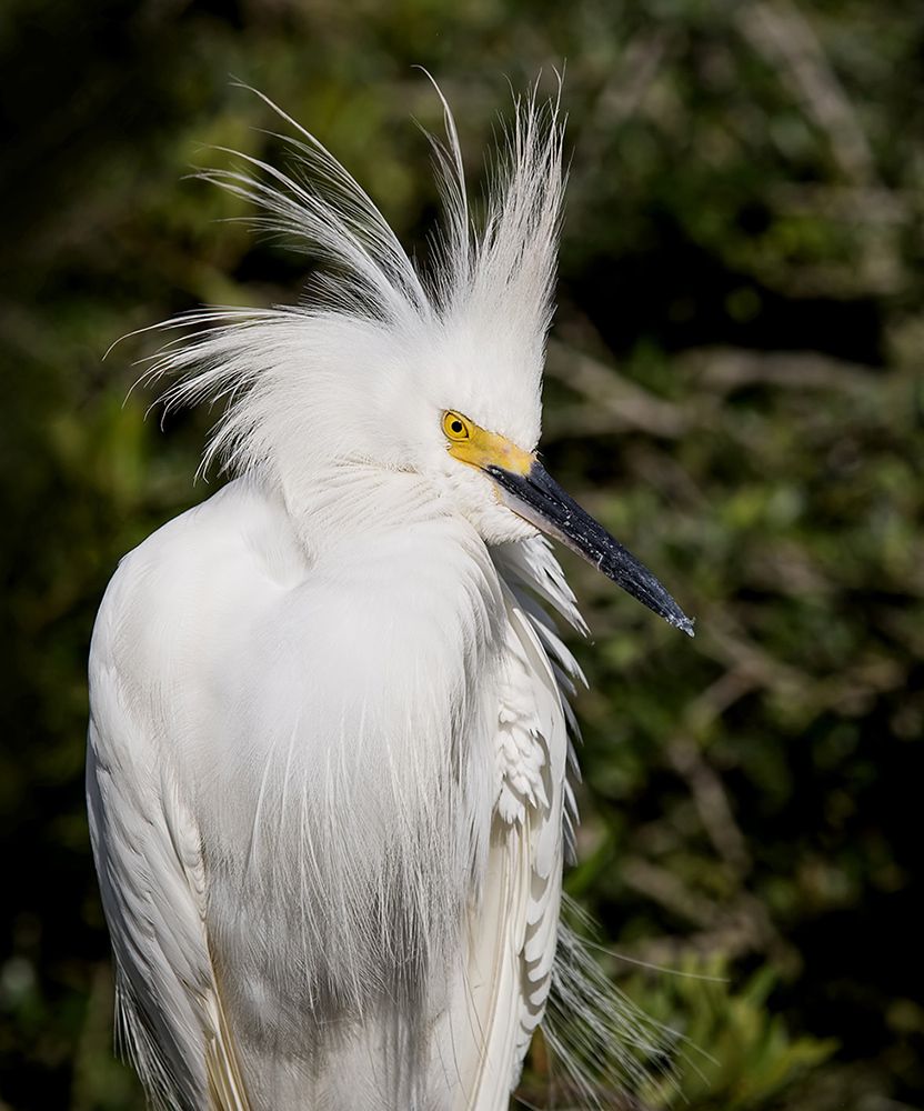 Happy New Year! Американская белая цапля - Snowy Egret.