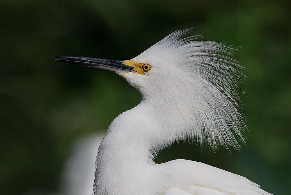 Happy New Year! Американская белая цапля - Snowy Egret.