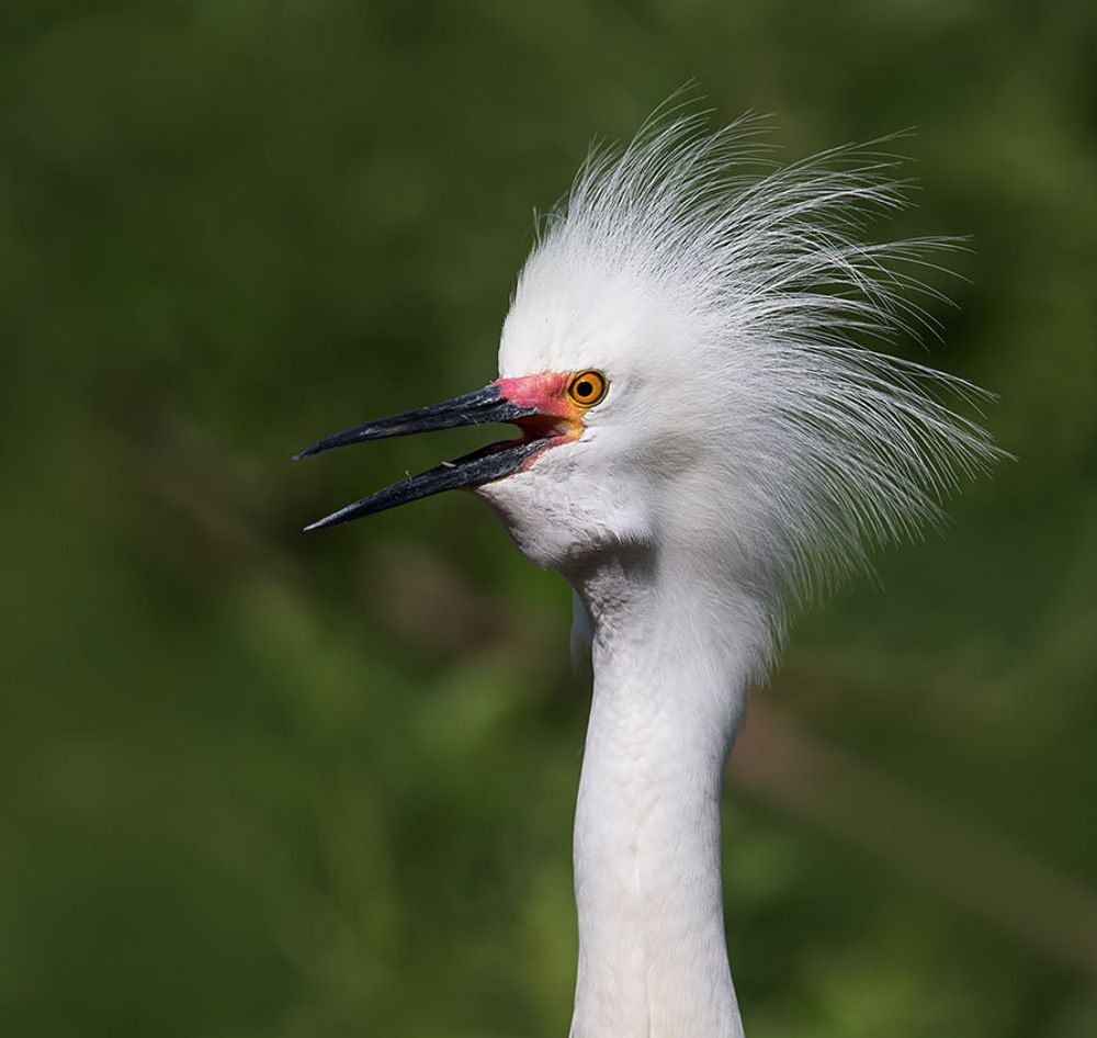 Happy New Year! Американская белая цапля - Snowy Egret.
