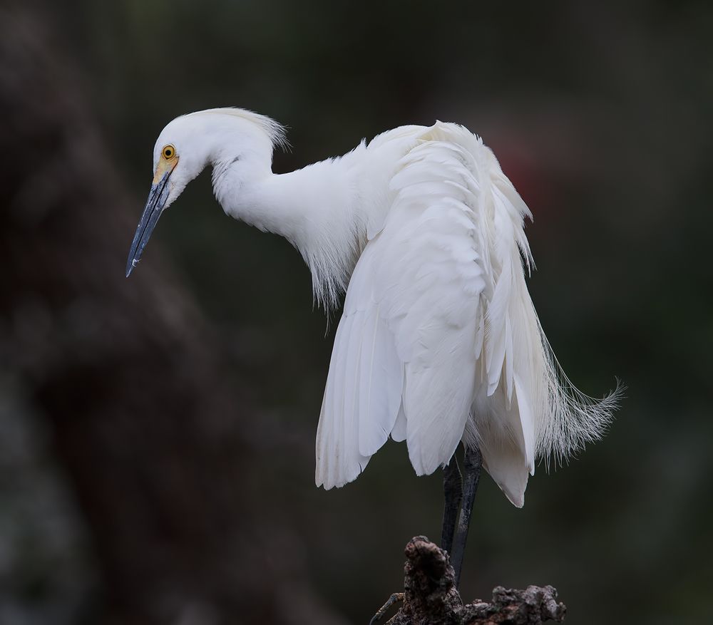 Happy New Year! Американская белая цапля - Snowy Egret.