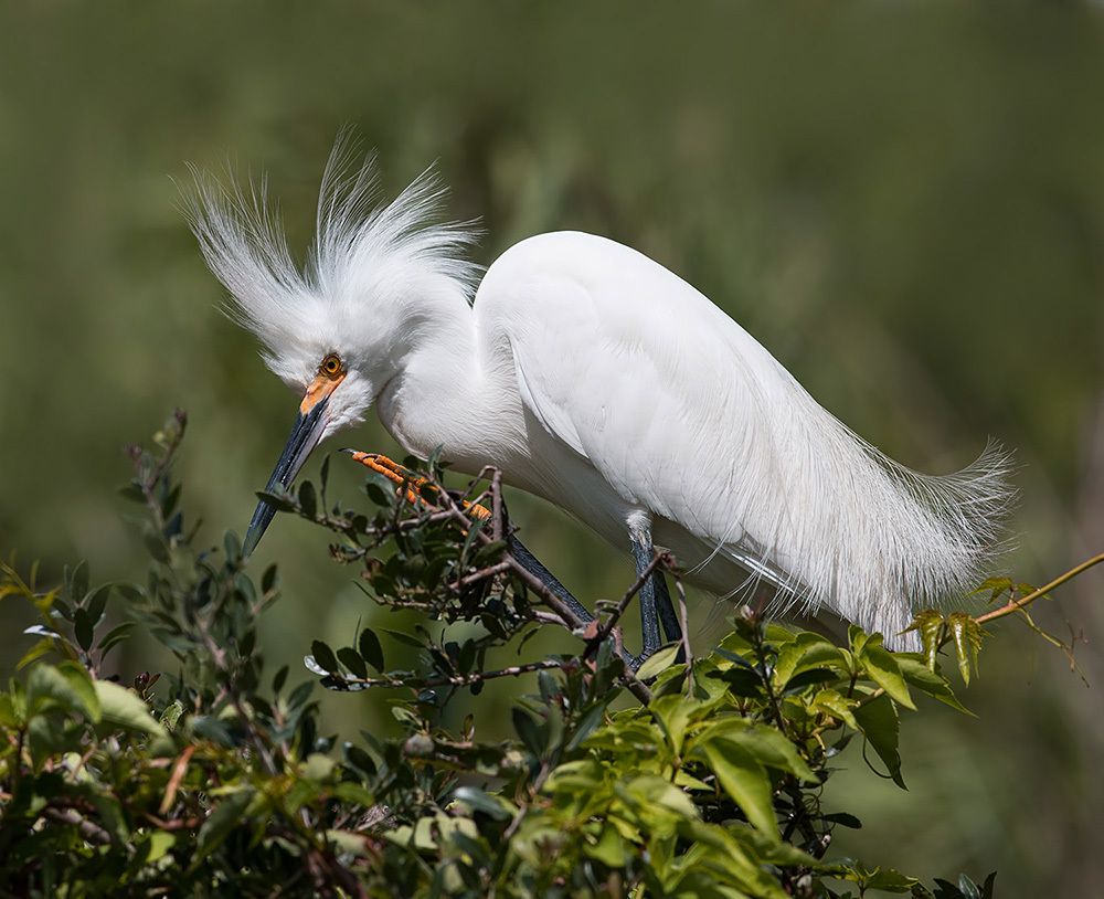 Happy New Year! Американская белая цапля - Snowy Egret.