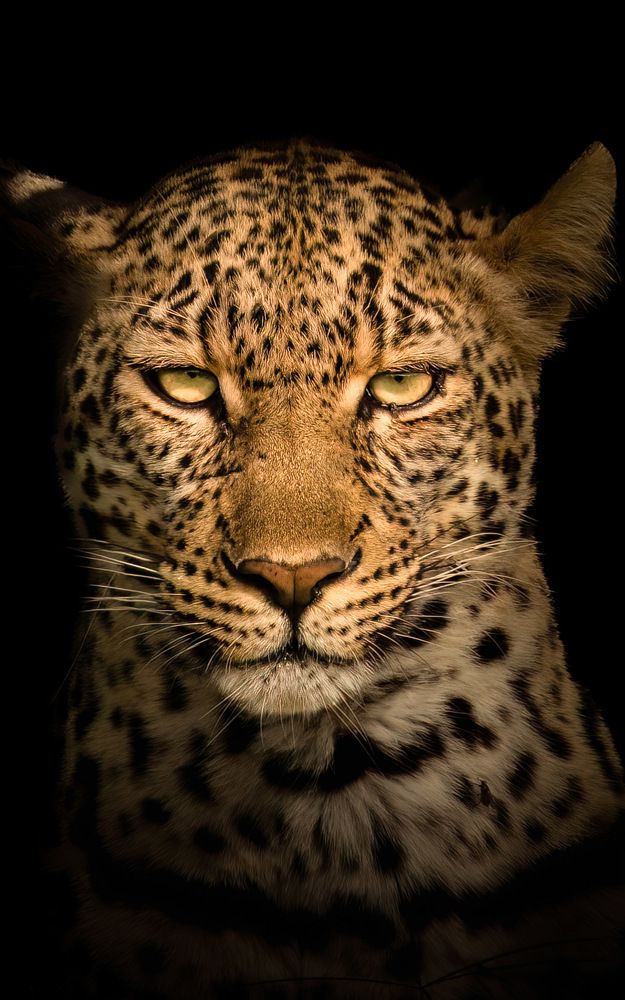 Wildlife around the world