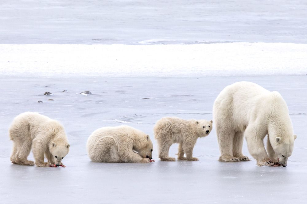 Wildlife around the world