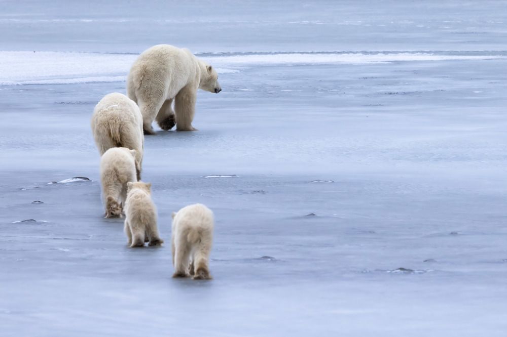 Wildlife around the world