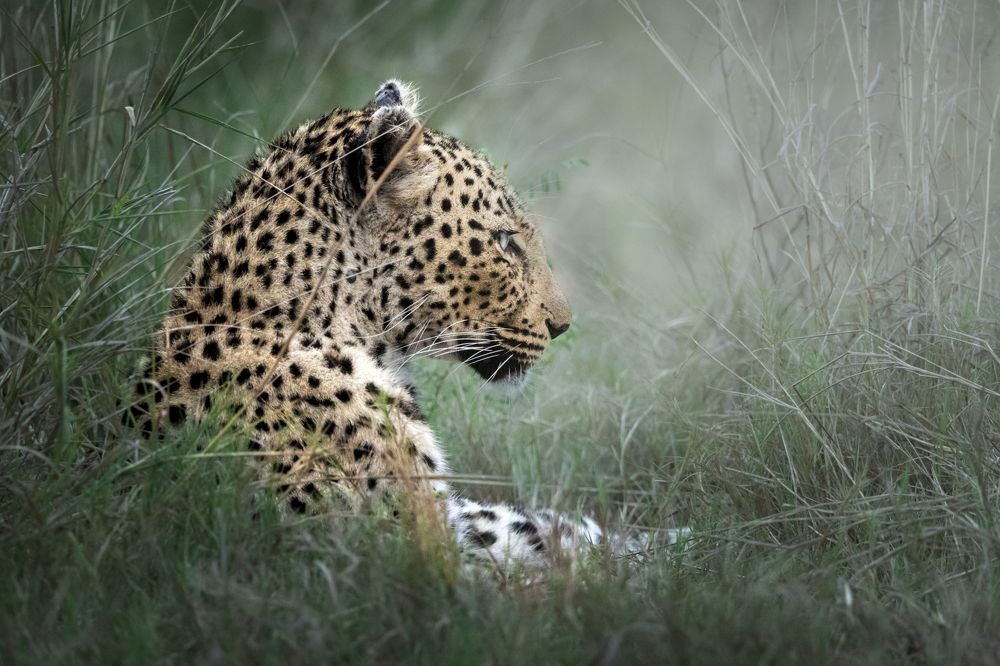 Wildlife around the world