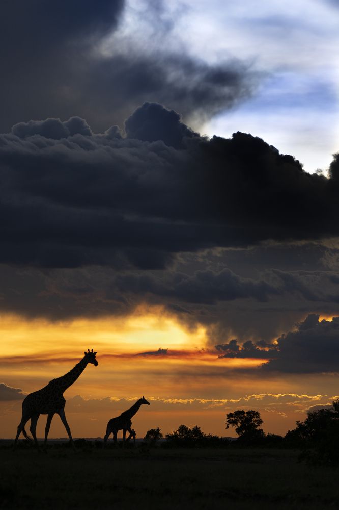 Wildlife around the world