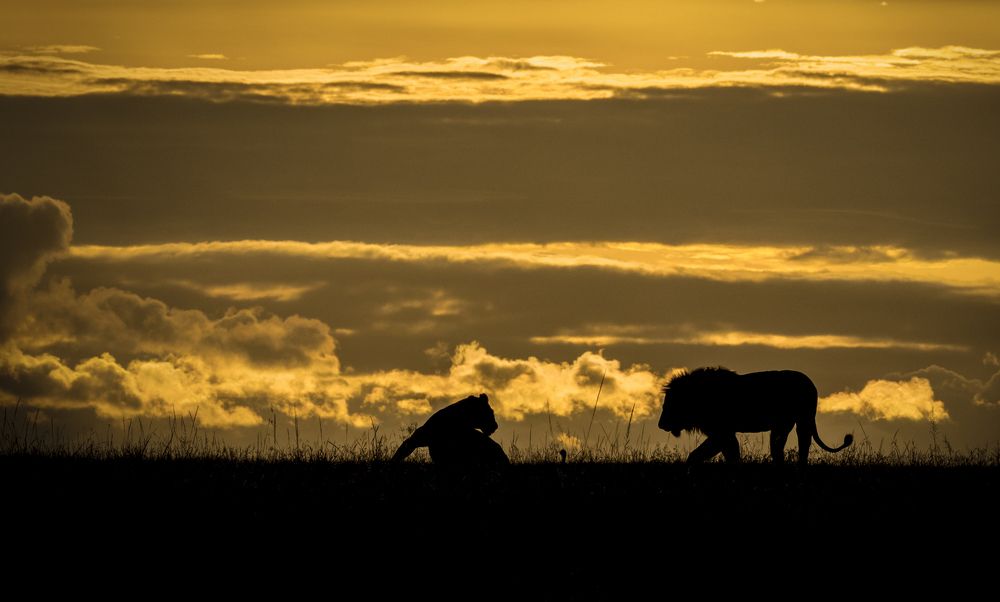Wildlife around the world